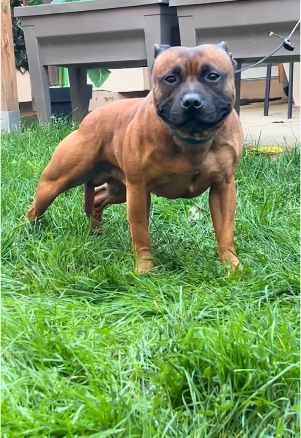 17 kg de muscles maigres Merci à la génétique 🧬 mais pas que… il y a du sport 💪🏽💪🏽 ❌ - - - - - #muscle #genetics #dog #staffy #sbt #perfect #staffordshirebullterrier #sbt #DogTraining #sport #fit #dogfit #dogsport #foru #for ##foryoupage❤️❤️ #fyp #pourtoi #videoviral #viralfyp 