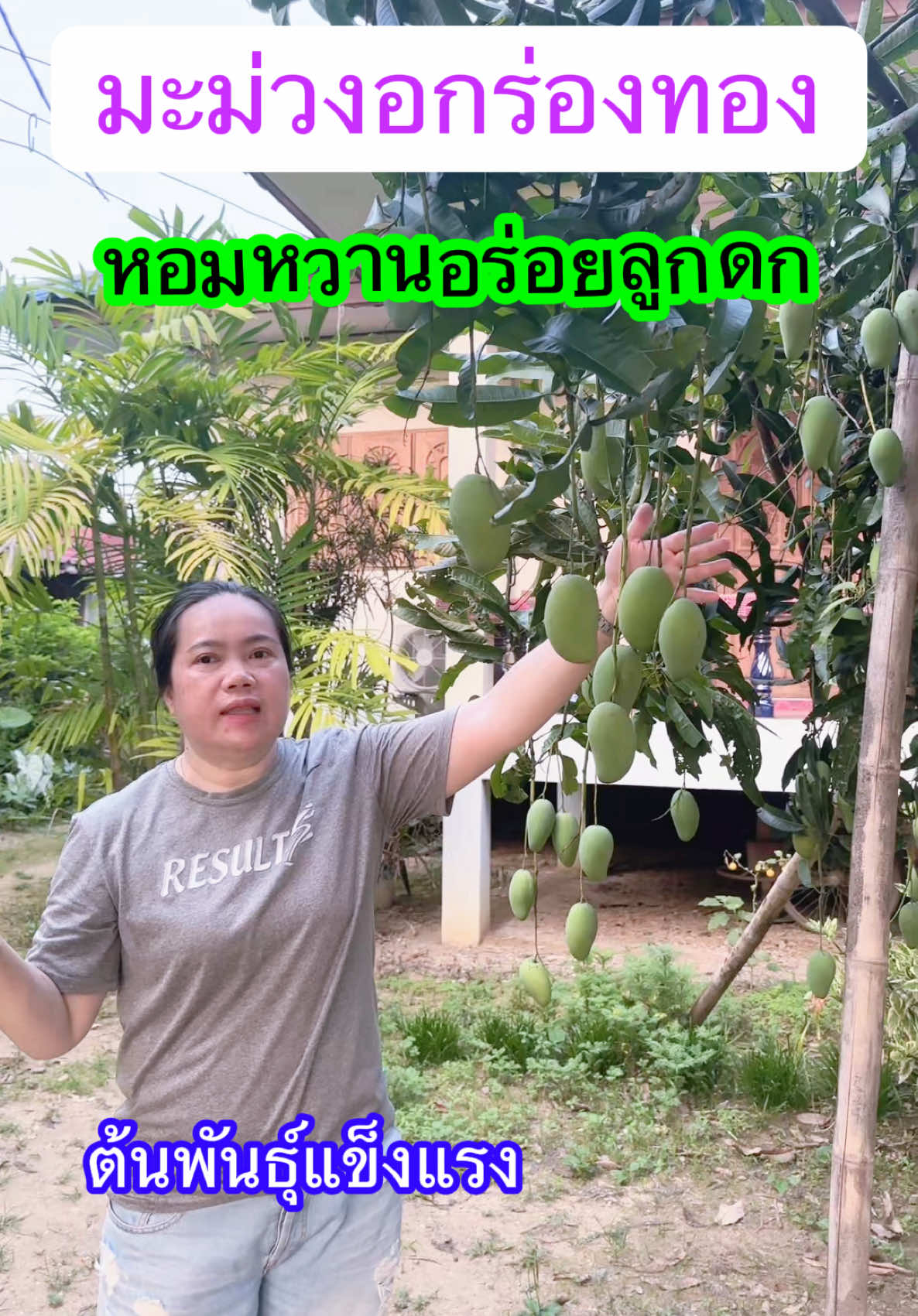 มะม่วงอกร่องทอง  ปลูกง่ายโตไวผลสุกกลิ่นหอมรสหวานธรรมชาติ ต้นพันธุ์แบบเสียบยอดต้นสูง 50-60 เซนติเมตร #มะม่วงอกร่องทอง  #อกร่องทอง  #มะม่วง  #พันธุ์มะม่วง   @อ๊อฟเฟอร์ช็อป  @อ๊อฟเฟอร์ช็อป  @อ๊อฟเฟอร์ช็อป 