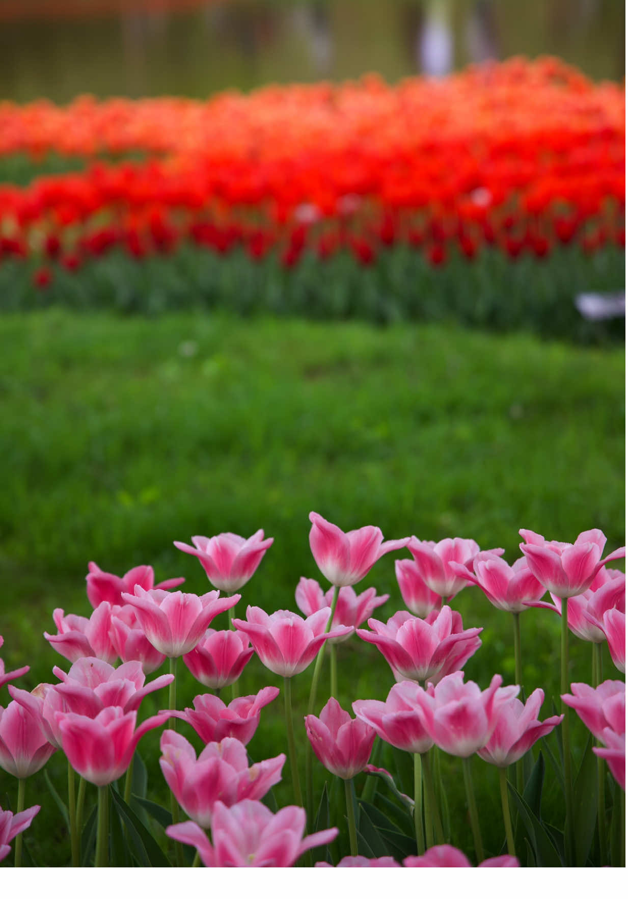 Tulips 🌷 full Blooming in Showa Kinen Kinen Park ,Tokyo #foryou #spring #nepaliinjapan #tulips #relaxingvideos #foryoupage #creatorsearchinsights #showakinenpark #tokyo #japan 