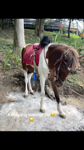 the horse who can’t be moved🥺🧌