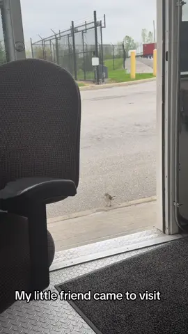#birdtok #securitylife 