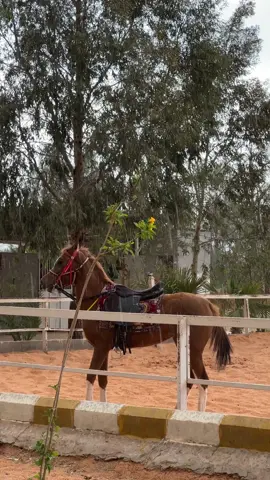 🌧️ #عشوائيات #حائل #اكسبلور #حايل #حايل_الان #ترند #امطار #تصويري #مالي_خلق_احط_هاشتاقات🧢 #مربط_الدخيِّل #مربط_الدخيِّل_للخيول #خيل_وخياله🐎 #خيول 