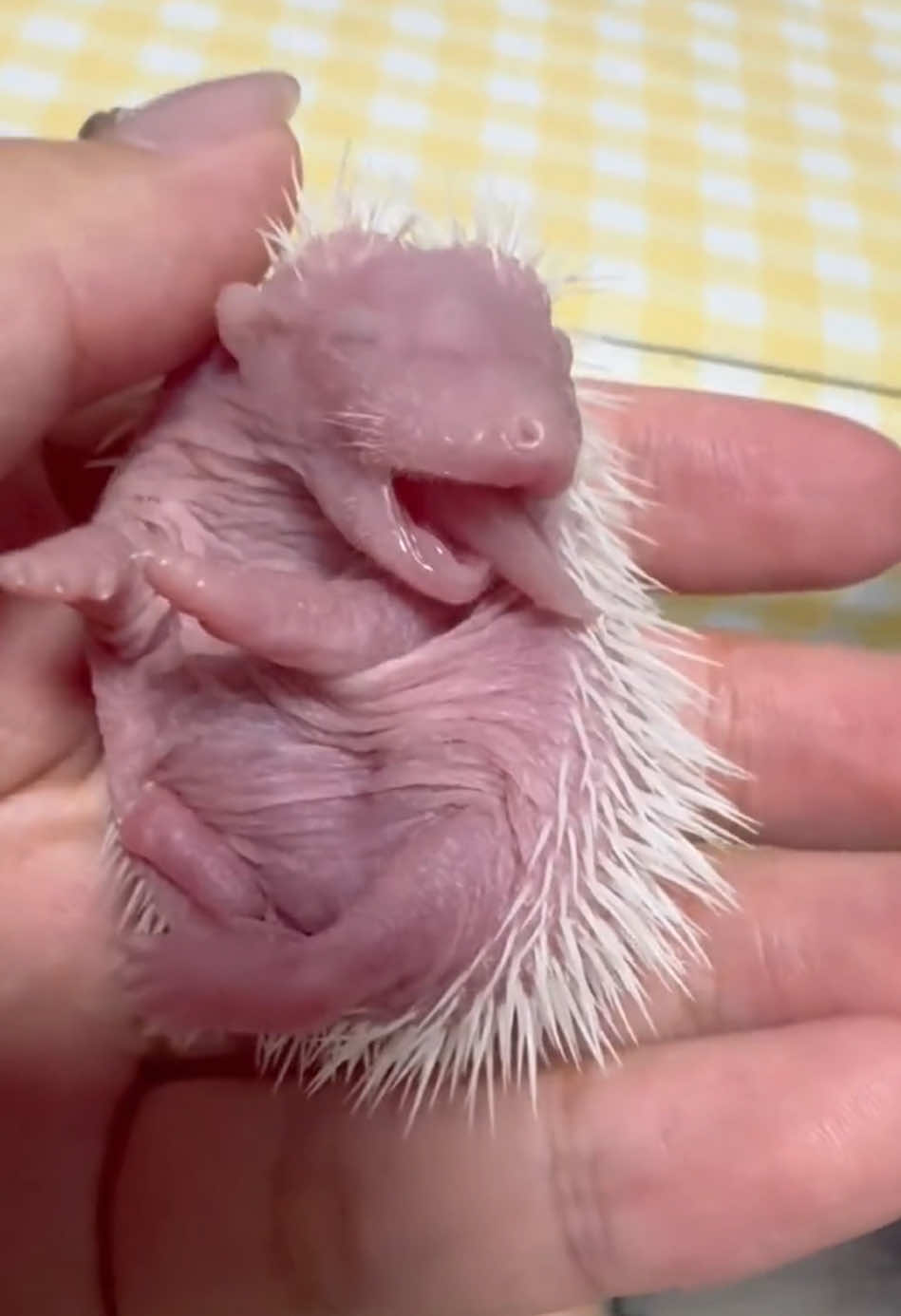 Hedgehogs are very cute #hedgehog #funny #cute #fyp #funnyvideos 