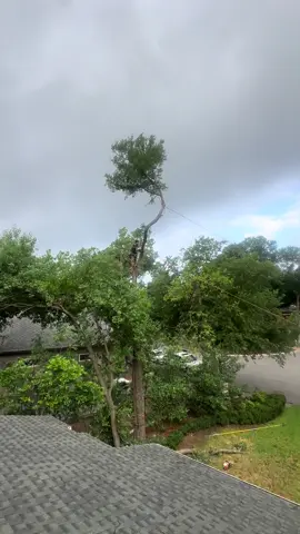 Arboleros #arboles #tree #austin