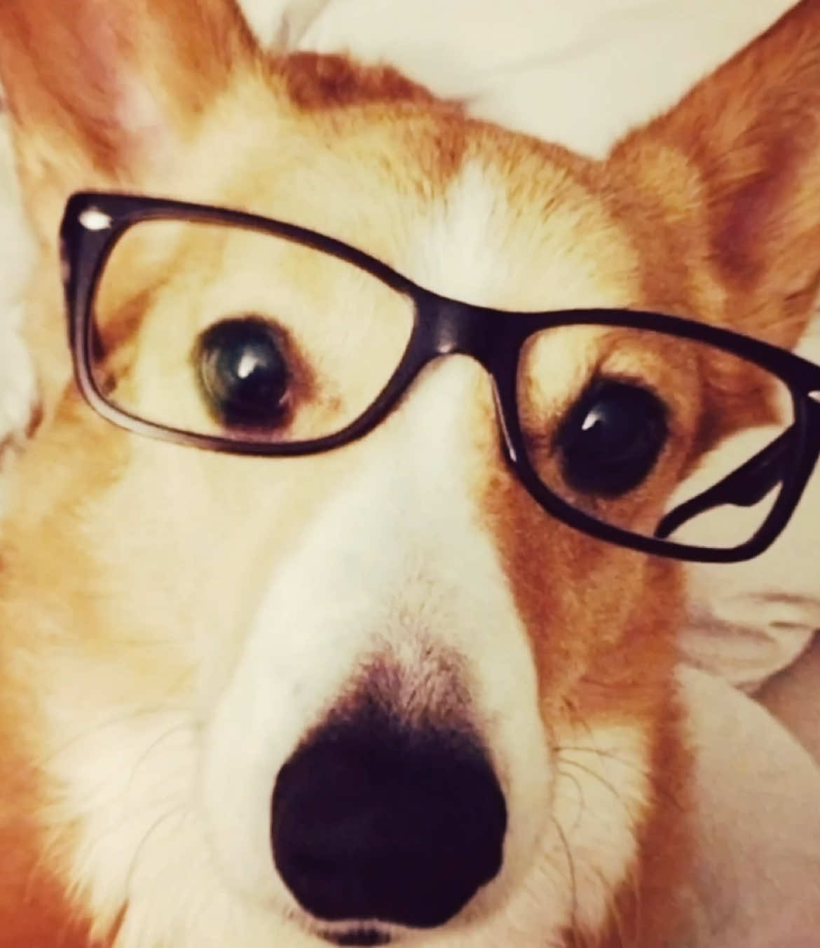 animals with glasses!! // #dog #cat #rabbit #bjork #2014 #2014tumblr #twee #whimsy #silly #targetaudience #foryou #edit #foryoupage #fyp #goviral #blowthisupforme #viral #edits @Warren @balls 𓃦 