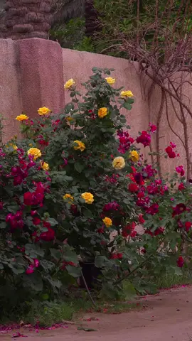 ورد وانشودة باسم الكربلائي mix🥰❤️✨️