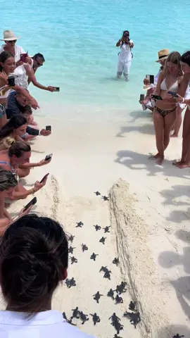 Releasing baby turtles to the ocean in the Maldives. #seaturtles #maldives #resorts #island #beach #nature 
