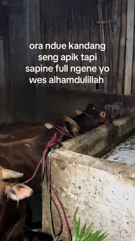 Yang mau tanya harga  sapi dm aja😁 #peternakmuda #peternaksapiindonesia #peternakmilenial #jagalsapi 