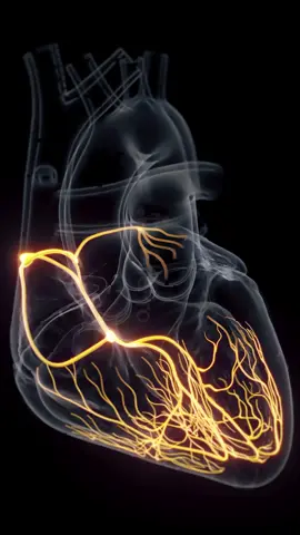 Ever wonder how your heart beats so perfectly? It’s thanks to the conduction system — starting at the SA node, passing through the AV node, bundle of His, and Purkinje fibers. Electrical impulses orchestrate every beat. This animation shows it in motion, based on SciePro’s 3D model. Available for B2B licensing — link in bio. #science #medical #meded #3d #3dmodel #zbrush #sciart #medart #medstudent #anatomy #animation #scicomm #med #heartconduction #cardiology #heartbeat