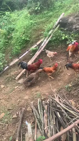 #haáhtagxuhuong  em ship các tỉnh,gà ri lạc Sơn HB🐓🐓