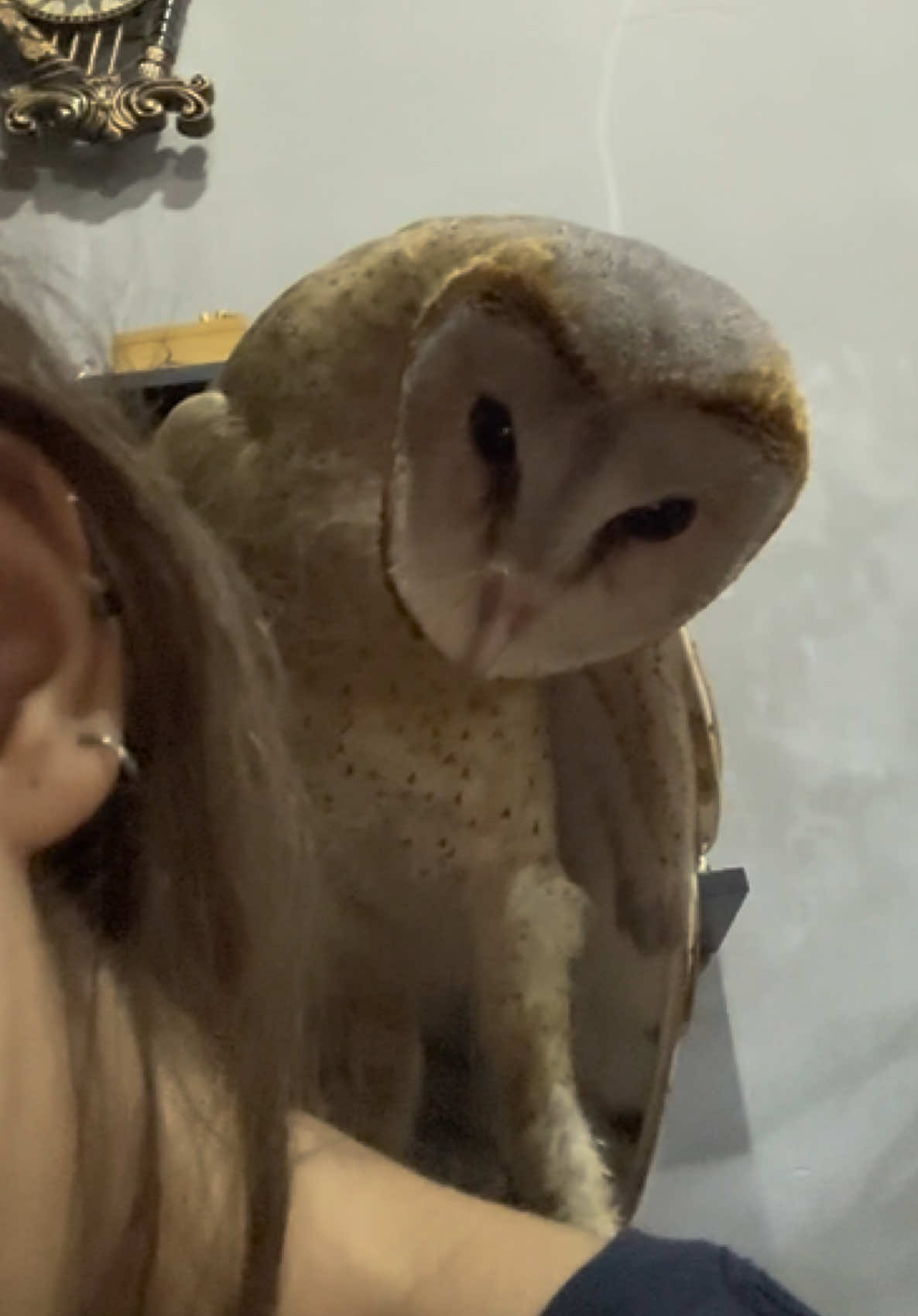 Nó ko leo lên vai t, nó chỉ đang đứng lên ngai vàng thui 😗🦉 #viral #trending #xuhuong #pet 