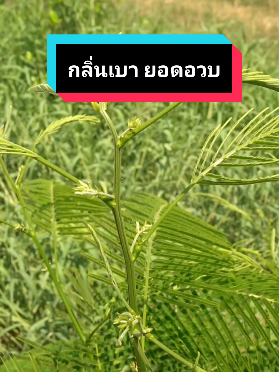 กิ่งตอนชะอมไร้หนาม หนามน้อย ชุด 10 กิ่ง