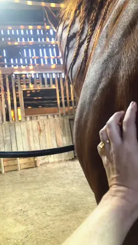 Being away from the barn the past three weeks have been absolute torture!! #myhappyplace #equestrian #horses 