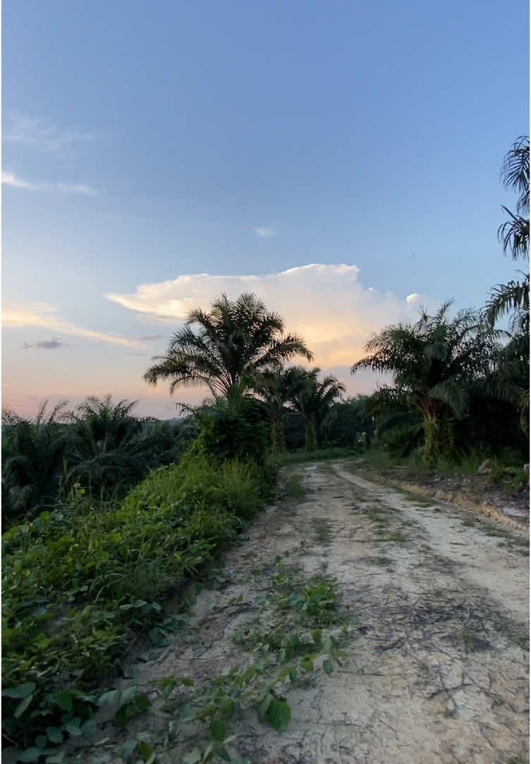 😌tempat healingnya #anaksawit#sawitkalimantan #healingitupenting 