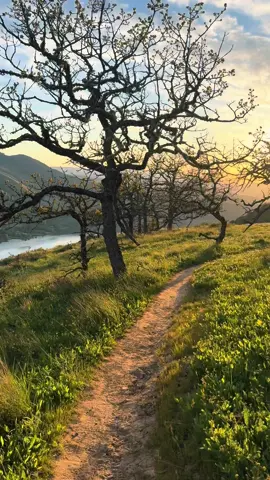 Sunset vibes in the gorge 💛💛 #sunset #Hiking #pnw #nature #columbiarivergorge 