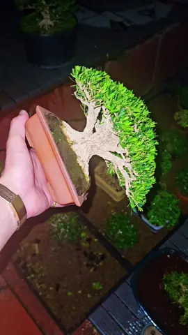 #caycanh #bonsai 