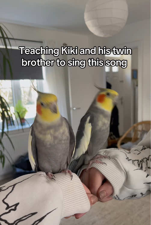 Parrots are natural dancers.#funnyvideos #happy #parrot 