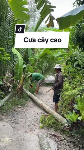 Bữa nay cha cưa mấy cây cao trước nhà. Trồng cũng 20 mấy năm rồi ak. cưa xuống tiếc quá chừng!#phanthuyhangtv #duasapcauke #Duasap #Duasaptravinh 