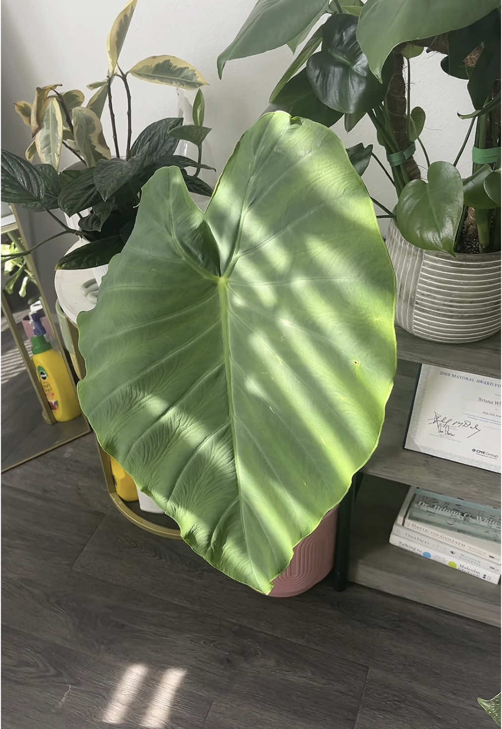 Elephant ear bulb update. 1 month of growth.