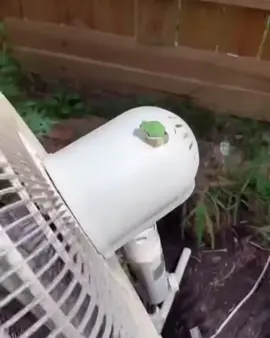 #onthisday  #frog #silly #cute #funny #fail #video #animals #fan #nature #outside #fyp #parati #toad #baby #cute 