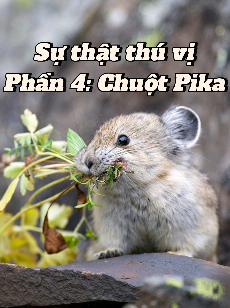 Sự thật thú vị về chuột Pika đến từ nước Mỹ  Hãy cho m 1 follow để có động lực ra nhiều video hơn nhé. Cảm ơn mn. #pika #bianthuvi #thegioidongvat #suthatthuvi #khoahoc 