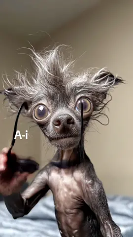 #funnytiktok 