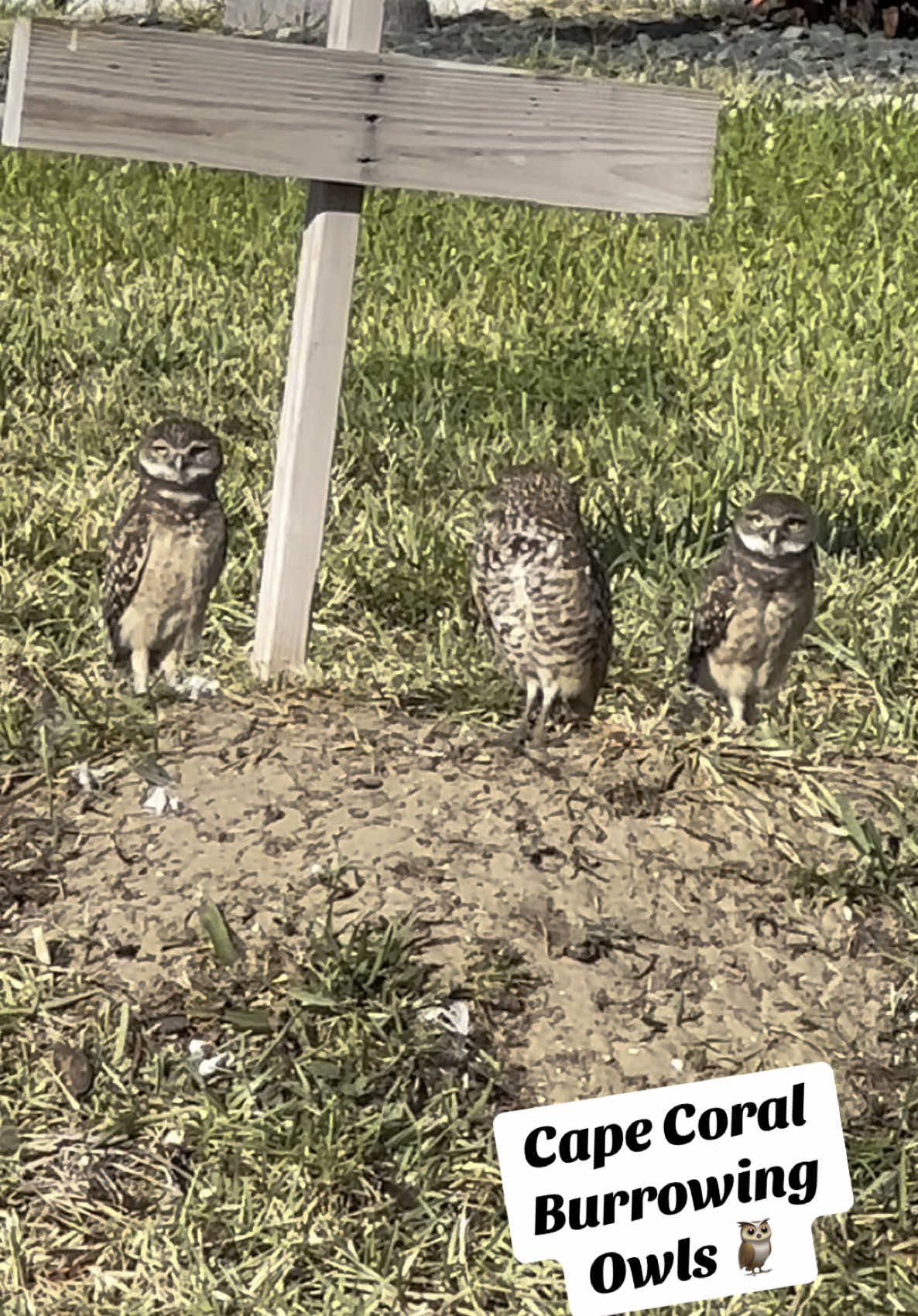 Saturday morning at the burrow 🦉 #fyp #foryoupage #tiktok #crittersofcapecoral #burrowingowl #capecoral 