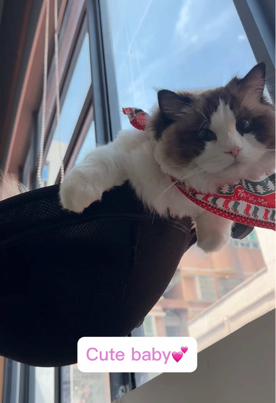 Baby~ What are you looking at? #kitten #catcat #cutecat #mycat #catmom #ragdoll #catlife #catlover #catsoftheday #cathammock #catsoftiktok 