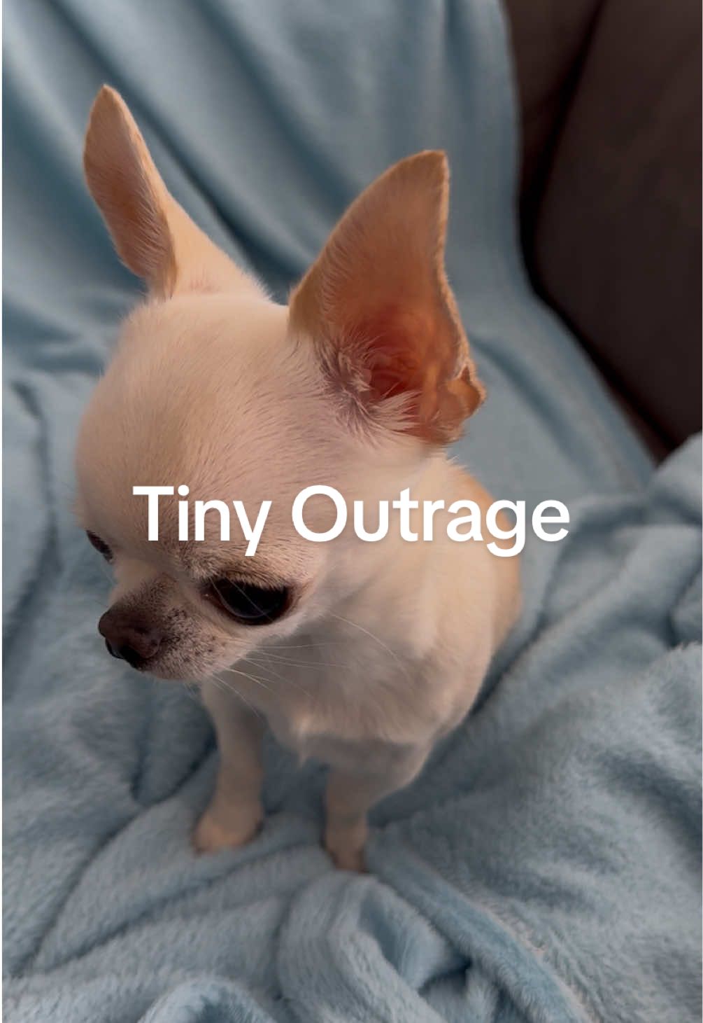 Mom told me her legs were numb and dared to move me… #c#chihuahuac#chihuahuastiktokp#puppyf#foreverpuppys#smalldogd#dogp#pocketkingbaby #drama #spoiled #petlife #tiny #mood 