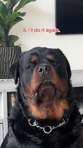 Is this OK? #rottweiler #dogsoftiktok #fyp 