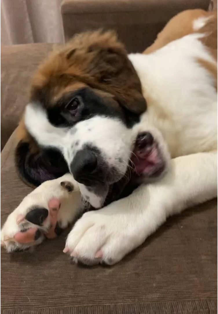 Um vídeo meu neném aumigos 🫶🏼🫶🏼 #puppyloversoftiktok #puppy #caoamigo #cachorrosdotiktok🐕🦴 #cachorrosfofos #cachorrofeliz #cachorrofeliz #lovedogs🐶🐕 #cutebaby #saobernardodog #meudoguinho #maringa #parana #saintbernardsoftiktok #dogvideos #saintbernard #saintbernarddog #comer #dog #dogsoftiktok 
