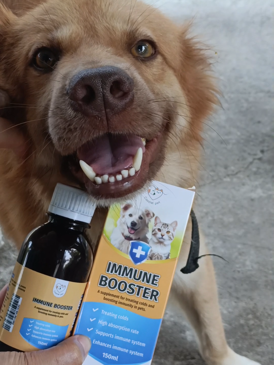 Sa panahon ngayon, kailangan ng mga alaga natin ng extra protection para sa health nila. Effective talaga ang Immune booster, lalo na kung ang mga alaga natin ay senior na. Para iwas sa mga sakit, parvo at distemper.  #cassielpet  #cassielimmunebooster  #immunebooster  #fordogsandcats  #antiparvo  #antidistemper  #antivirusforpets  #vitaminsforpets 