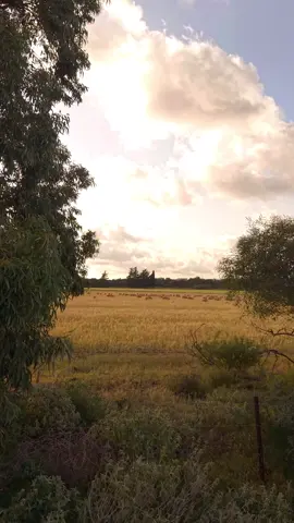 جمال الريف في الجبل الأخضر 🐏🐑 #الجبل_الاخضر 