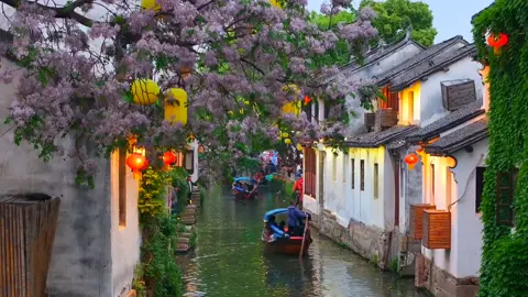 Phần 334 Cây xoan ở cổ trấn Chu Trang cũng rất đẹp, không thua kém gì cây xoan ở Thiệu Hưng #hoaxoan #tochau #canhdep #dulich #travel #xuhuong #phongcanhtrungquoc #苦楝 #苏州 #中国风景 #美丽场景 