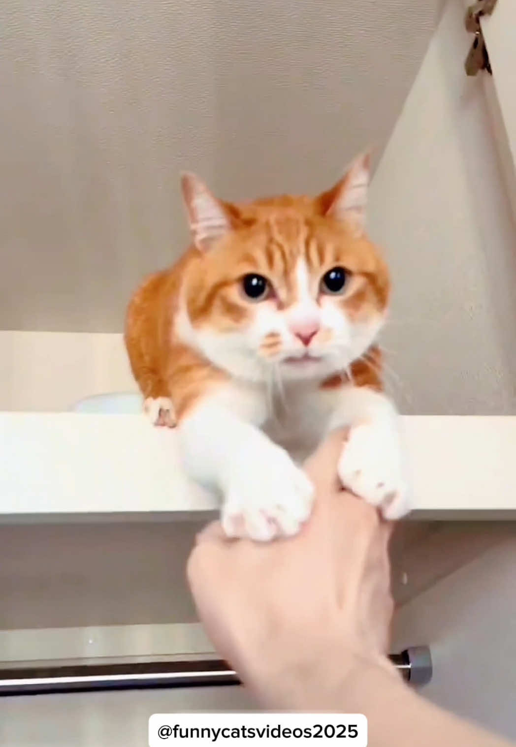 Orange cat meow 🐈😻 #funnycat #funnyanimals #funnypets #funny #funnyvideos #cat #orangecat #kitten #kitty #kittensoftiktok #catlovers #cutecat #fyp #foryou #pourtoi 