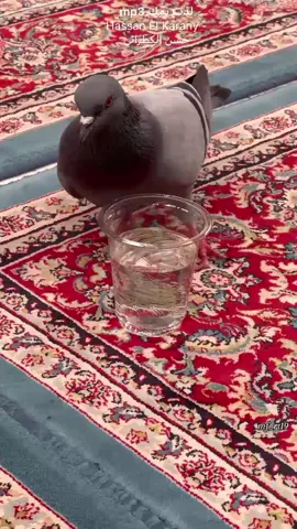 💔.  #اكسبلورexplore  #الامام_علي_بن_أبي_طالب_؏💙🔥 