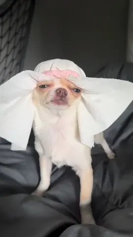 #cute #chihuahua #puppy #pet #tiktok #adoreble #funny #fun #bubai 