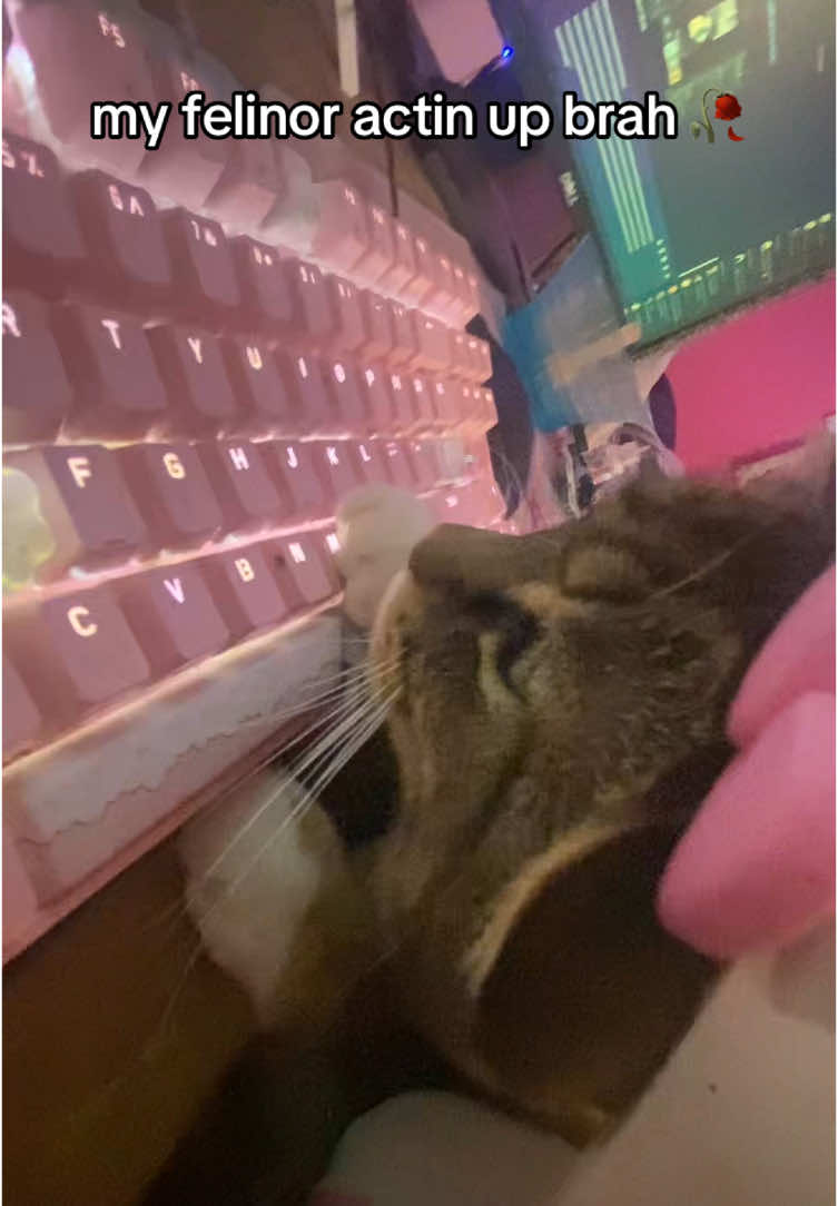 someone give her a calabash 🤬 #deepwokenroblox #deepwoken #cat #felinor #fyp #catsoftiktok 