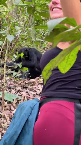 A moment with our closest cousins in the wild 🐒🐒. #chimpanzee #chimpanzeetrekking #primate #apes #uganda #ugandatours 