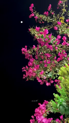 مشكله لو طالت الغيبه #fyp #foryou  #foryoupage #viral #اكسبلور  #عبدالله_ال_فروان 