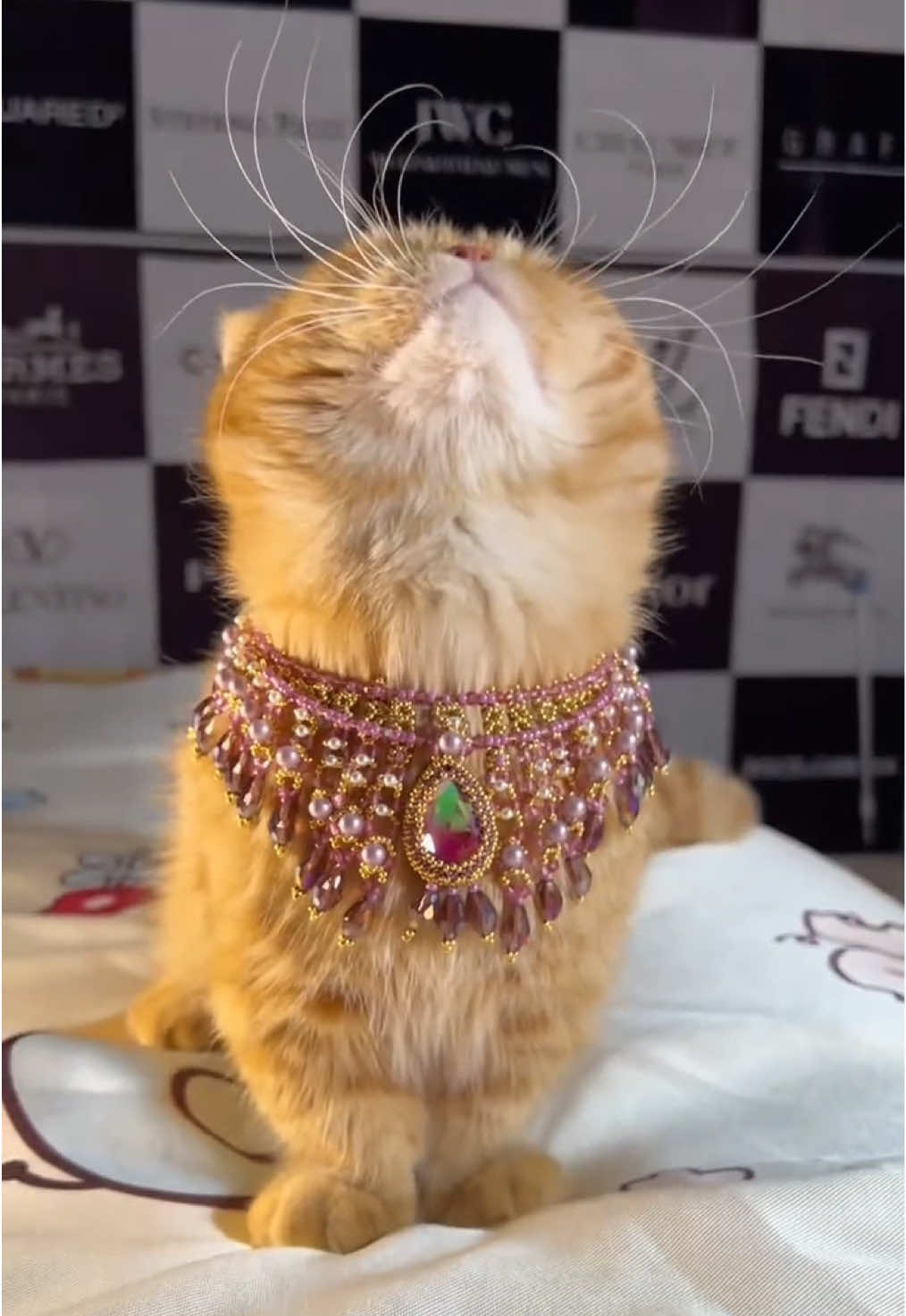 #cat #cute #catlife #cathairstyle #fyp #catlover #cattok