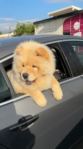 Libérez-moi d’ici. #milky #chowchow #chowchowcreme #videooftheday #6 #mois #animalsoftiktok #furdich #chowchowbear #puppy #pourtoiiiiiiiiiiiiiiiii #puppydog #puppylove #pourtoii #pourtoi #babyboy #frenchdog #perty #Love #amour #amourchien #loveyou #lovedog #bestfriend #voiture #chow #boy #mavie 