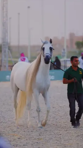 سلطان التنهات#حايل #مصورين_حايل #بطوله_القصيم