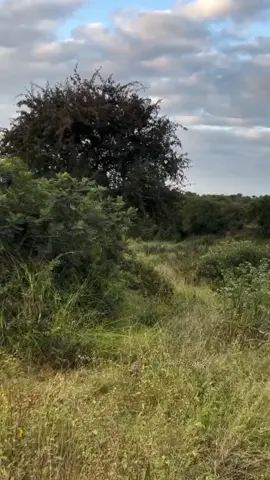 #wildifeanimals #animallife #wildlife 