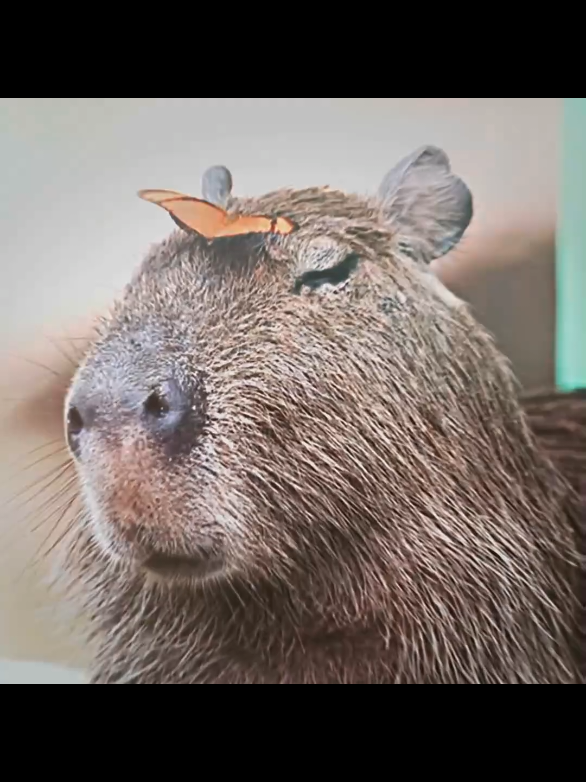 capybara sad edit || #era7capone #viral #sad #edit #fyp #capybara 