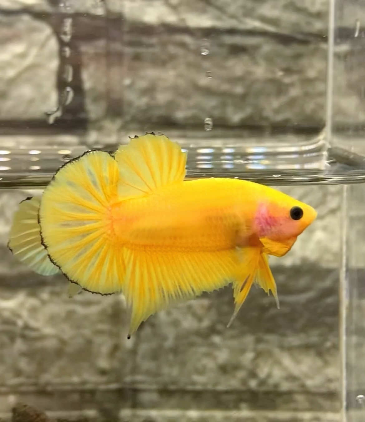 Yellow Hellboy  #bvbettaind #bettaenthusiast #bettadicted #ikancupang #livecupang #yellowhellboybetta