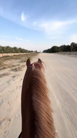 ذهب✈️🔥#مربط_البشرى #خيل_وخياله🐎 #foryou #اكسبلور #fypシ゚ #explore #خيل_عربي_اصيل  #الاحساء #ترند_تيك_توك #الشعب_الصيني_ماله_حل😂😂 #ركوب_الخيل_هوايتي #ركوب_الخيل #حماس #اكسبلوووررررررر #like 