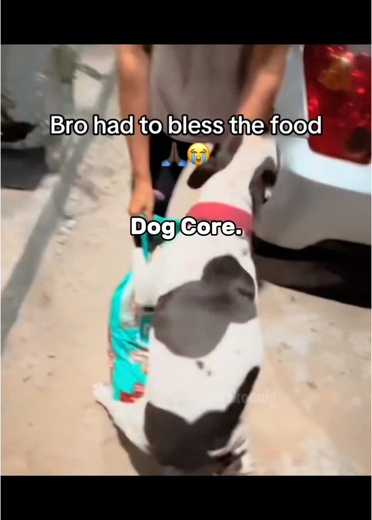 Dog core💀 #dog #funnydog #pets #animal #funny #core #fyp #fy 