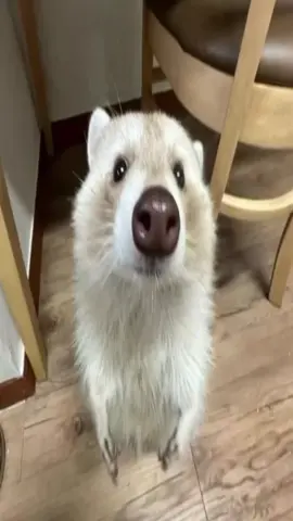 #racoon #racoons #me
