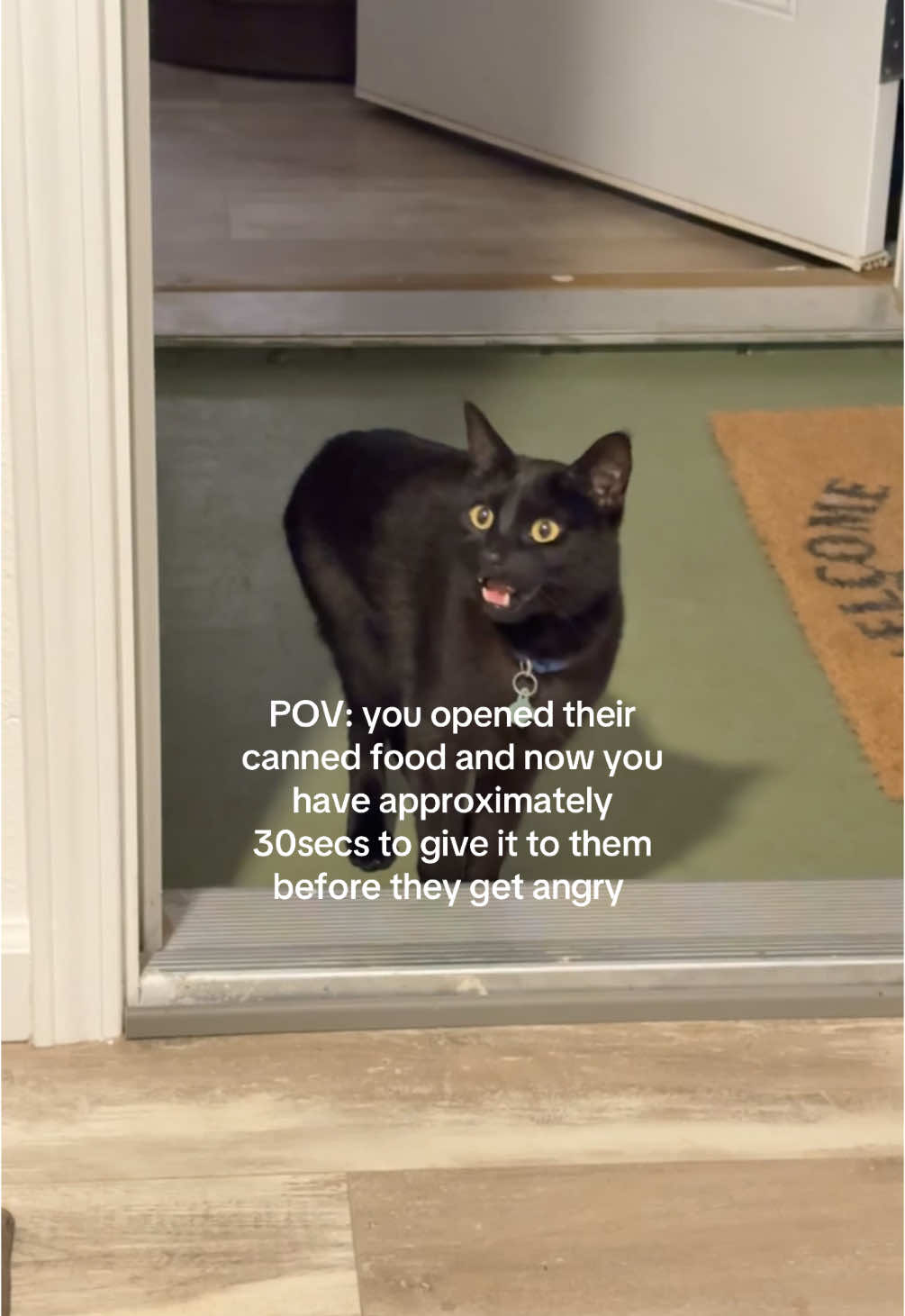 They hate waiting😂 #cat #cattok #cats #catsoftiktok #blackcat #calico #fypシ #relatable #funny #blackcatsoftiktok #catlover #foryoupage #fyp 